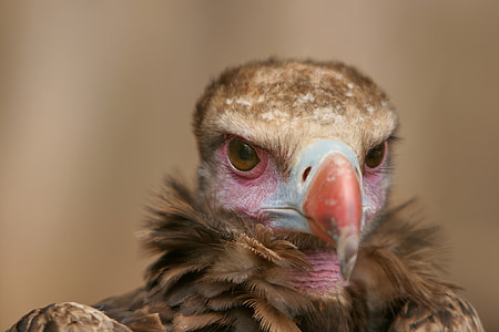 black vulture, griffon vulture, vulture, animal portrait, wild animal, animal world, bird