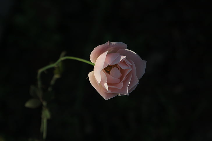 color de rosa, planta, hermosa, naturaleza, Pétalo, flor color de rosa-, flor