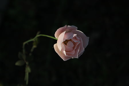 Роза, растителна, Красив, природата, венчелистче, Роза - цвете, цвете