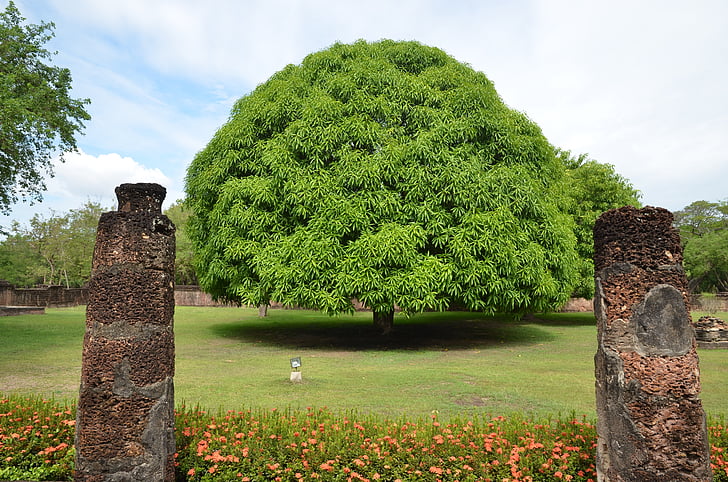 árbol de mango, árbol, Tailandia