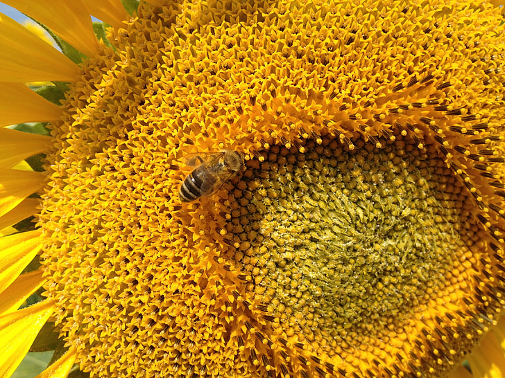 sunflower, the bees, insect, nature, bee, flora, yellow