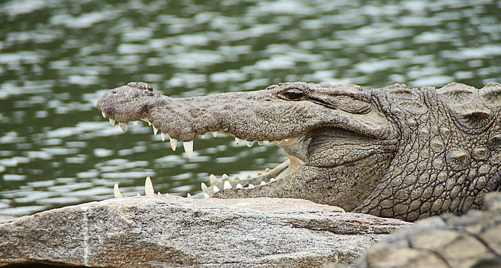 krokodil, pofa, Crocodylus porosus, Tatár, húsevő, fogak, veszélyes