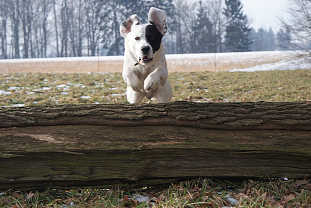 dog, animal, friend, the jump, agile, pet