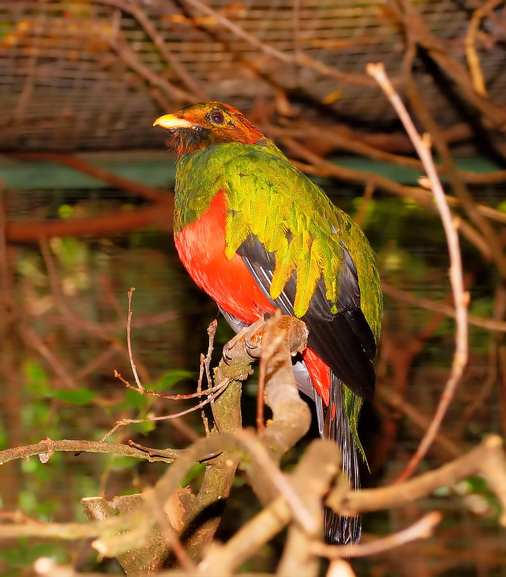 pássaro, colorido, cabeça de ouro-quetzal, vestido primavera, mundo animal, pássaro colorido, oeste da América do Sul