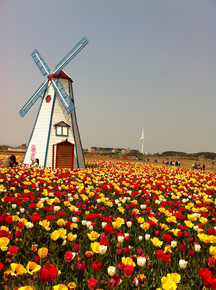 tulip, windmill, field, colorful