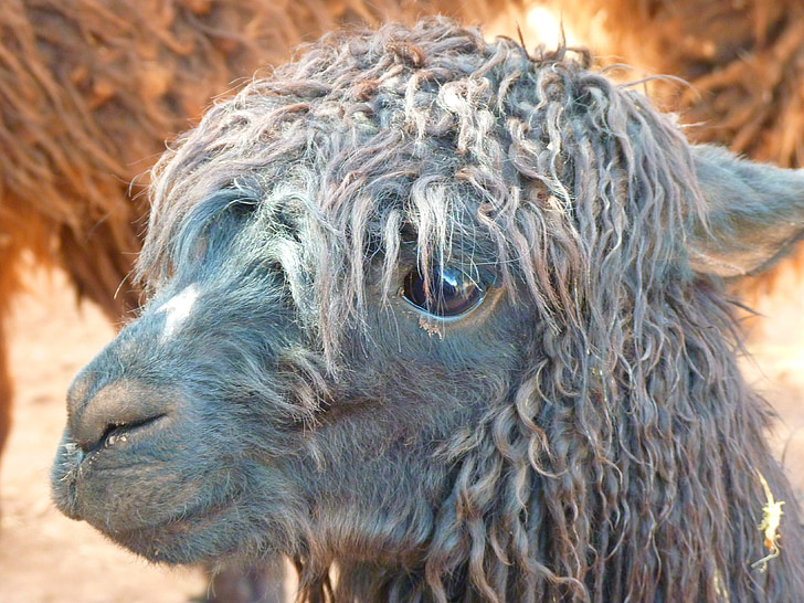 alpaca, lama, animal, furry, fluffy, head, hair