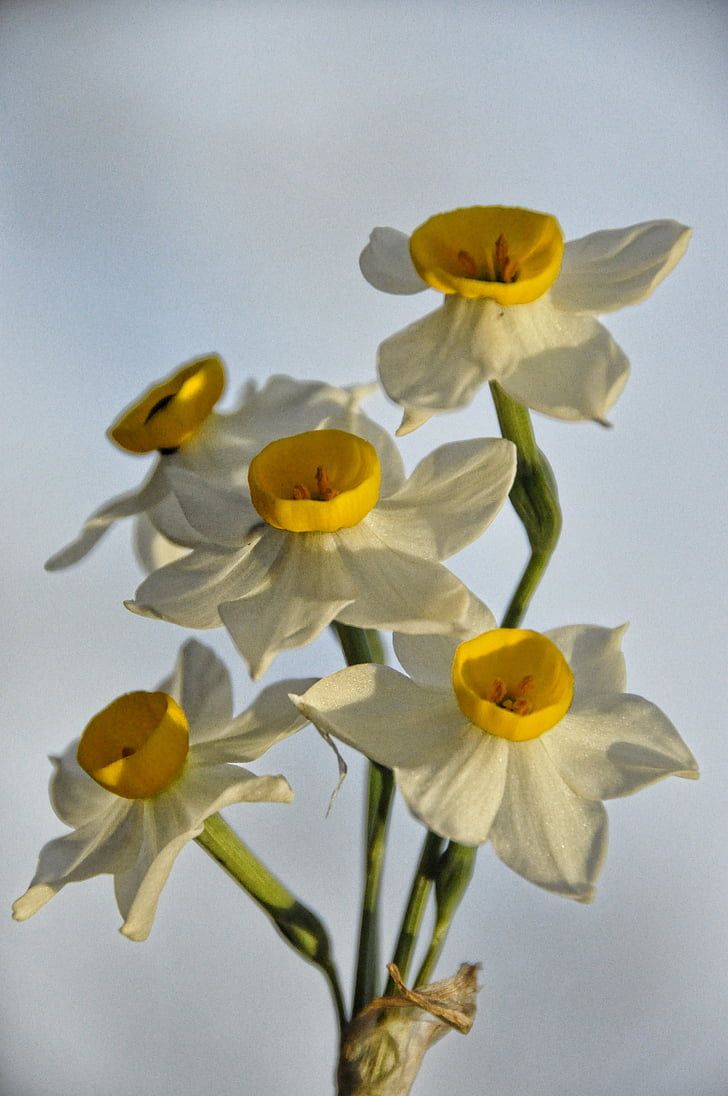 påskliljor, blommor, Narcissus, våren, grön, gul, vit