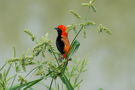 paukštis, lengvas, Tanzanija, raudona galva
