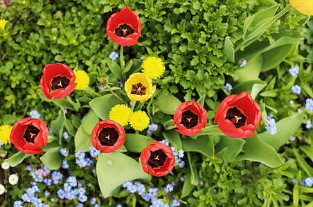 tulipán, kert, tavaszi, virágok, piros tulipán, csokor, otthon kert