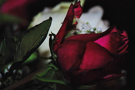 Rózsa, virág, természet, makró, Rózsa, Fotók, zöld