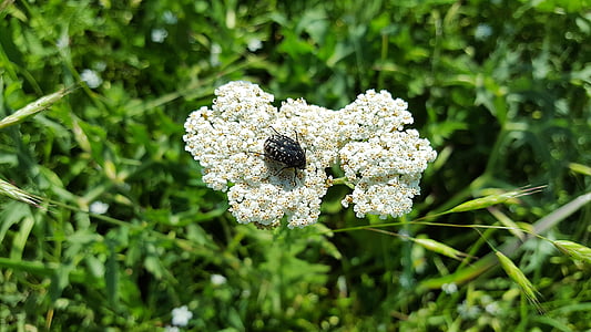 Achillea millefolium, бял равнец, epicometis hirta, бял равнец, Сложноцветни, tropinota hirta, медицински растения