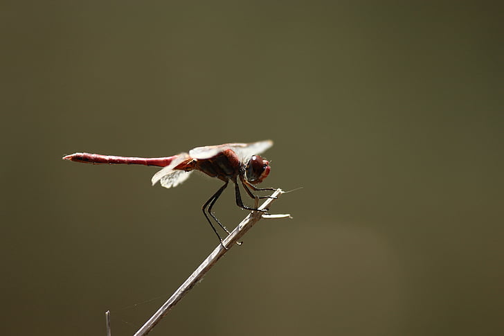 Dragonfly, Fly, zvíře