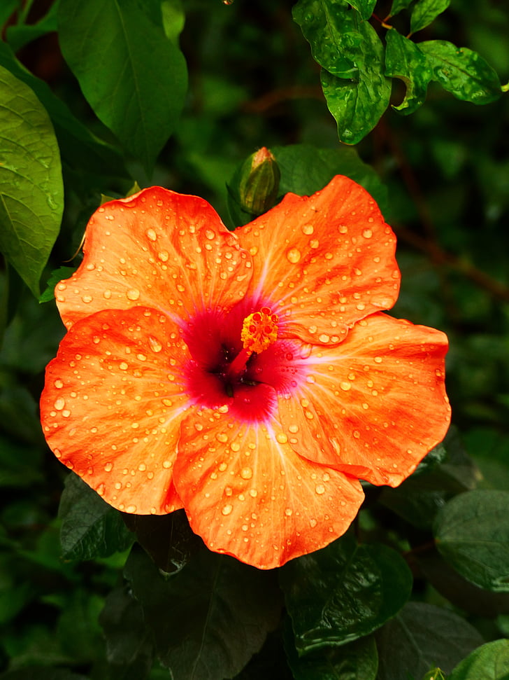 Hibiscus, naranja, naturaleza, flor, floración, flora, planta