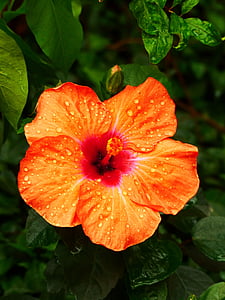 Hibiskus, Orange, Natur, Blüte, Bloom, Flora, Anlage