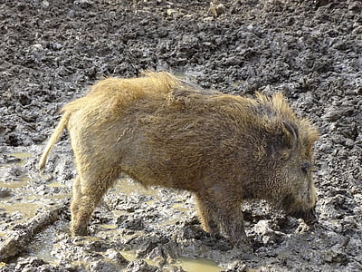 boar, piglet, young animal, animal world, wildlife park, pig, animals