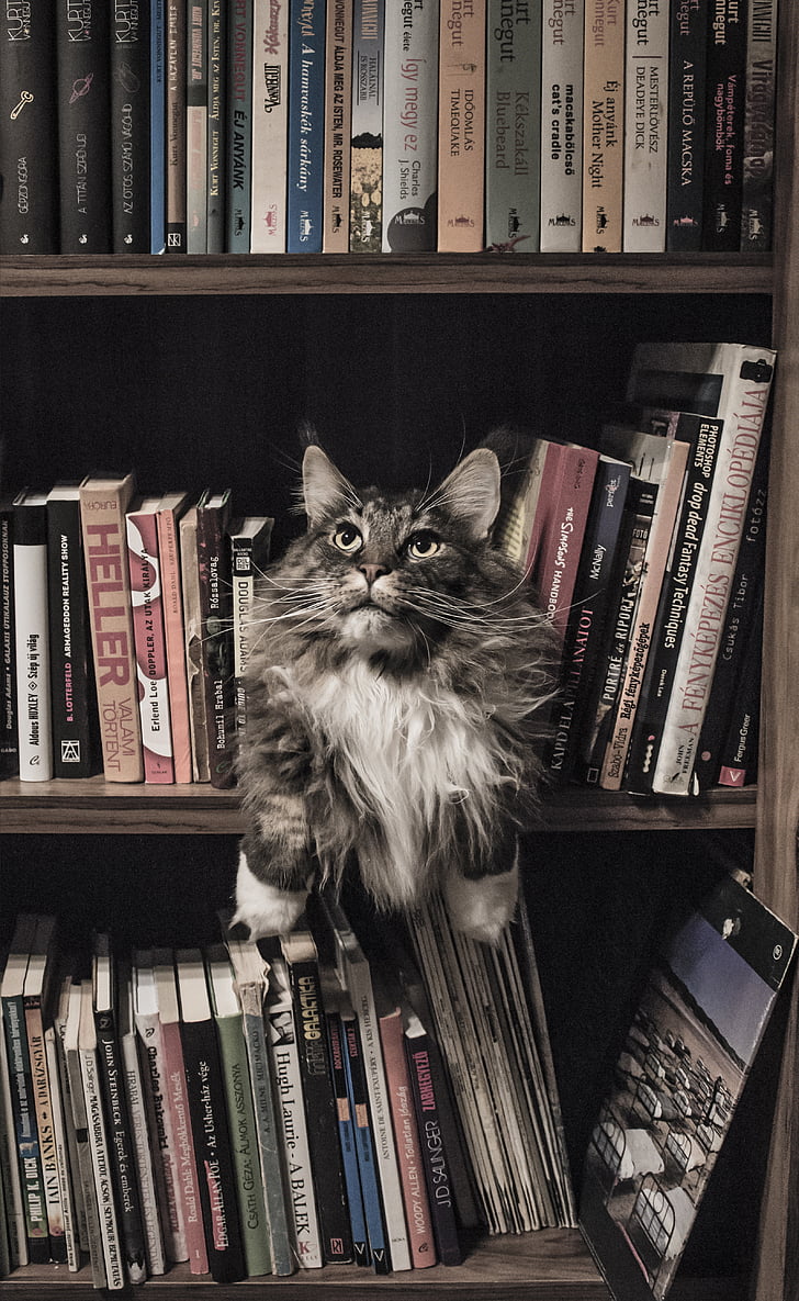 Meino meškėnas, katė, knygų lentynoje, kačių, gyvūnų, mielas, vidaus