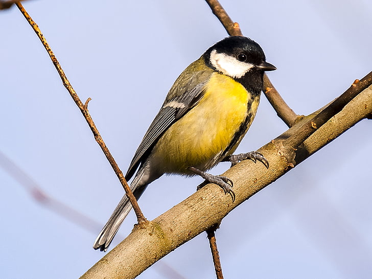 tit, pájaro, Songbird, pájaro del jardín, naturaleza, animal, flora y fauna