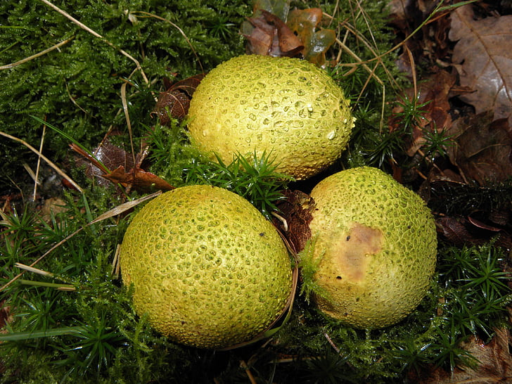 houby, zelená, Příroda