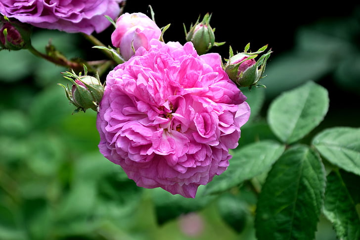 slējās, rozā, piepildīja, zieds, Bloom