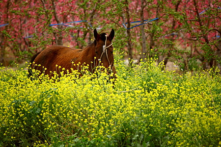 άλογο, λουλούδια, λουλούδι, χρώμα, φύση, χρώματα, ανθοφορίας