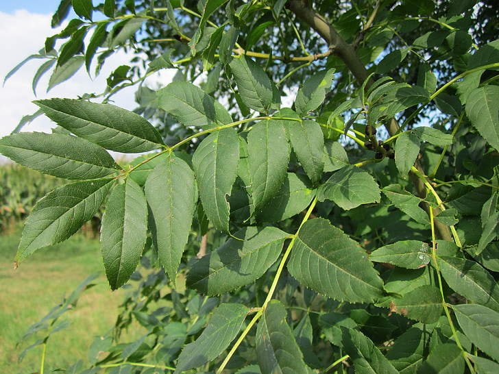 fraxinus excelsior, ash, common ash, european ash, tree, plant, leaves