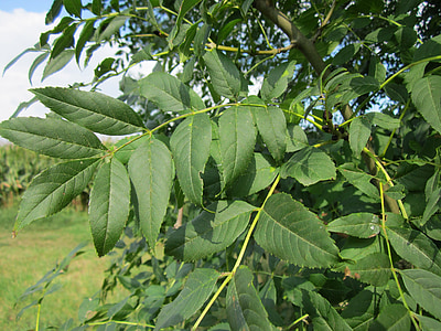 Fraxinus excelsior, jasan, jasan, jasan, strom, závod, listy