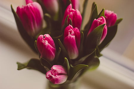 photo, pink, white, petaled, flower, tulip, petal