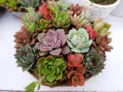 succulent plants, potted meat, the fleshy, flower, food and drink, freshness, no people