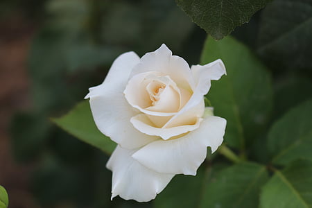 λευκό, τριαντάφυλλο, Αγάπη, φύση, πέταλο, λουλούδι, τριαντάφυλλο - λουλούδι