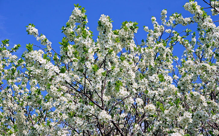 봄, 사과 나무, 색, 스카이, 자연, 블루, 꽃