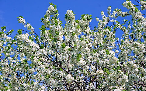 Bahar, elma ağacı, Renk, gökyüzü, doğa, mavi, çiçek