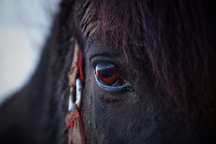 konj, oči, glavo konja, pferdeportrait, konj oči, trepalnic, živali