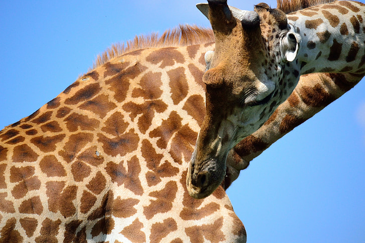 zsiráf, Safari, Afrika, Nairobi, nemzeti park, Kenya, vadon élő állatok