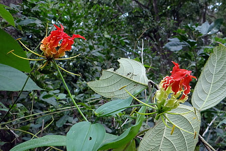 Pracht-Lilie, Blume, Scarlet, rot, 