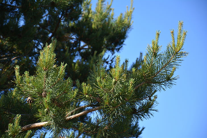 Pine, träd, skogen, gren, koner
