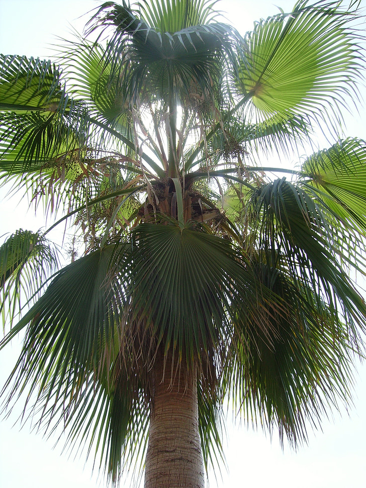 Palm, vakantie, reizen, exotische, varenblad, fan palm, Turkije