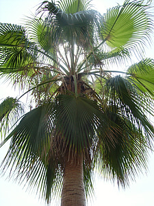 Palm, liburan, perjalanan, eksotis, Pakis, Fan palm, Turki