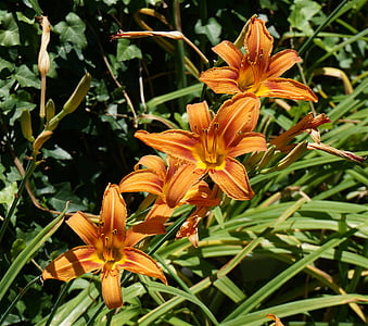 Taglilie Quartett, Lilie, Orange, Blume, Blüte, Bloom, Garten
