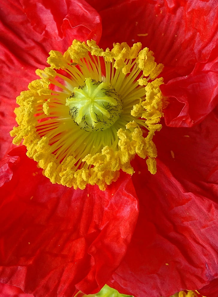 bunga, Poppy, Blossom, mekar, merah
