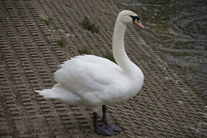 swan, bird, nature, white, wildlife, animal, lake