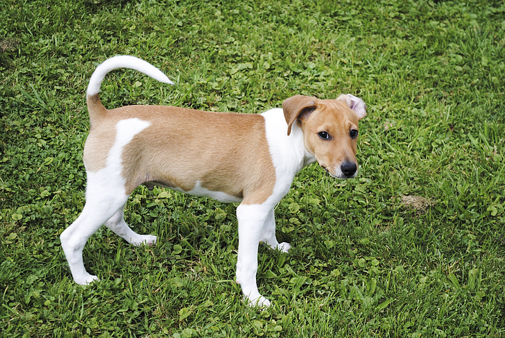 Jack russell terrier, anjing, hewan peliharaan, anjing kecil, hewan, anjing trah, Manis