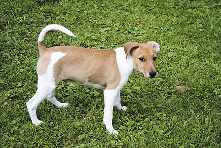 Jack russell terrier, hunden, kjæledyr, liten hund, dyr, purebred hunden, søt