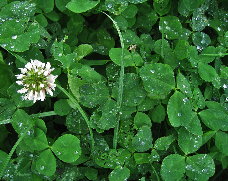 fiore del trifoglio, trifoglio bianco, goccia di pioggia, trifoglio fortunato, Trifolium repens, pianta erbacea, tempo di fioritura può