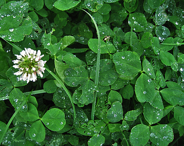 clover flower, white clover, raindrop, lucky clover, trifolium repens, herbaceous plant, flowering time may