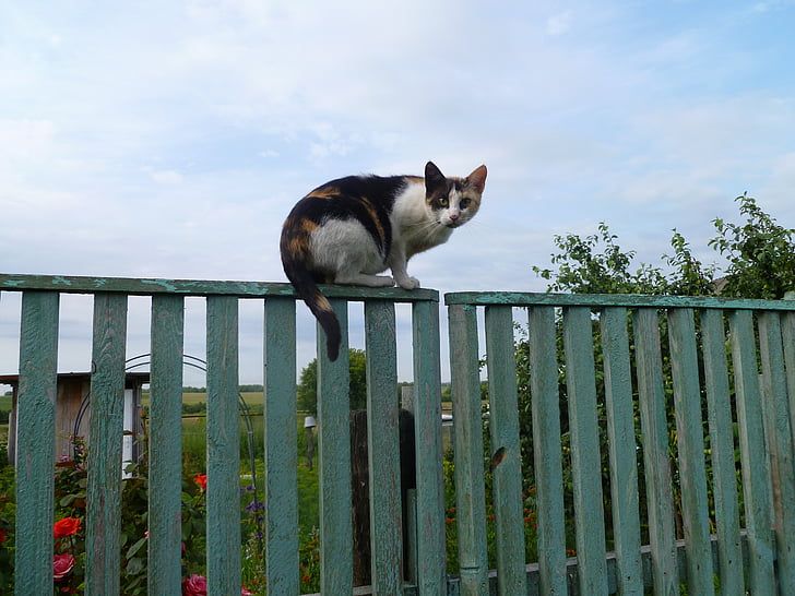 cat, fence, animals, cats