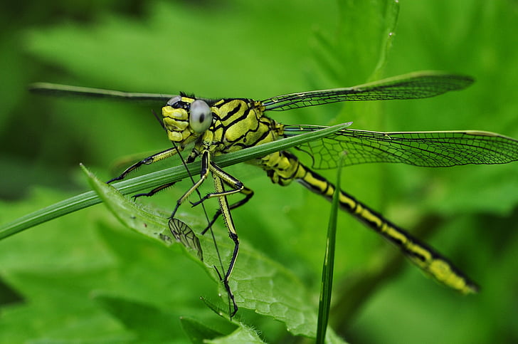 close-up, libèl·lula, verd, insecte, macro, natura, animal