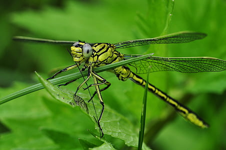 Close-up, libellula, verde, insetto, macro, natura, animale