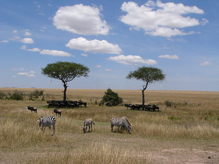 skygge, Zebras, beskyttelse, lunsj, Afrika, LUN