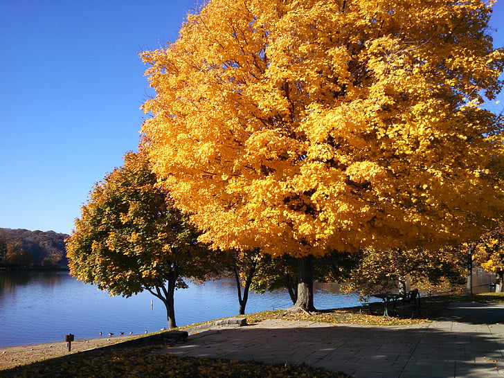 πτώση, το φθινόπωρο, πολύχρωμο, φύση, δέντρα, σε εξωτερικούς χώρους, χρώμα