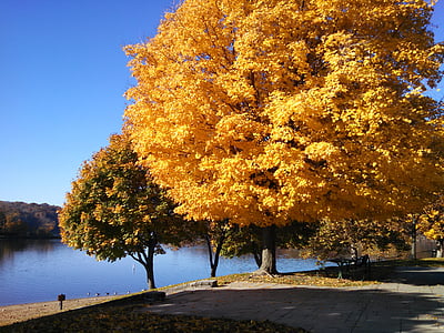 jesen, jesen, šarene, priroda, stabla, na otvorenom, boja